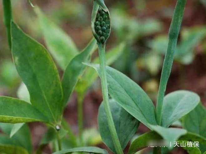  「害草」农村一种野菜，喜欢长在玉米地里，是农民眼中的害草，