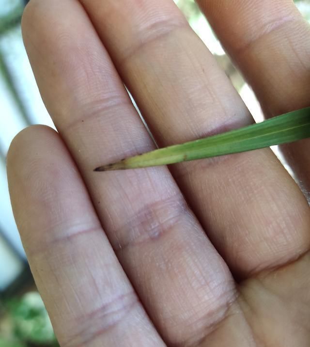  [晴雨表]兰花生长的“晴雨表”在叶尖，根据叶尖状态，轻松判断健康与否