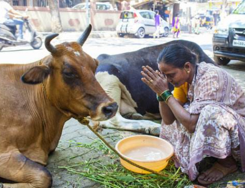 很多印度人不吃牛肉,怎么还会有屠牛节?原来如此!