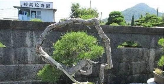 岁寒三友，一组松树盆景佳作欣赏