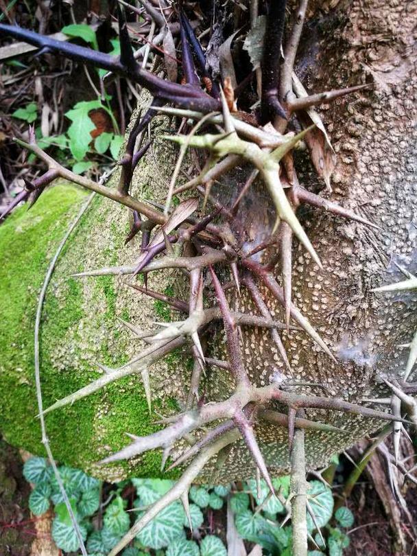 乡村一种树上生长的刺，却是一味中药材，您可认识