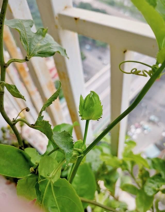  『花苞』百香果坚持用“糖浆”，花苞长，挂果率高