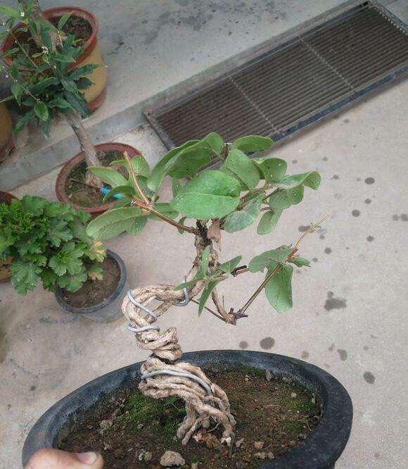  小苗：路边一棵不起眼的“小苗”，种盆里长成盆景，开花一大片，可香了