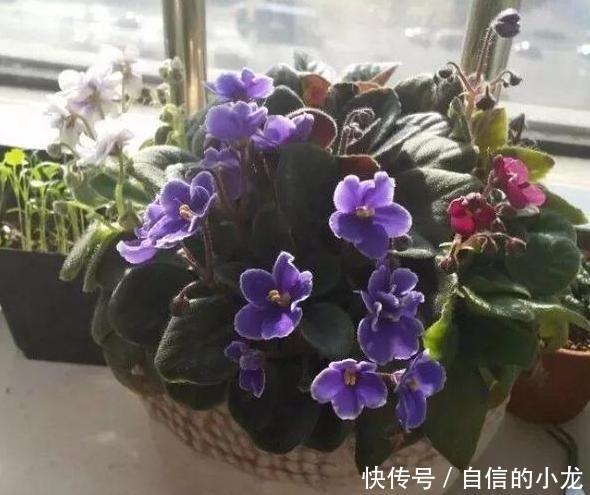 『开爆』初次养花没经验?紫罗兰盆栽最适合新手,注意3点砰砰花开爆盆