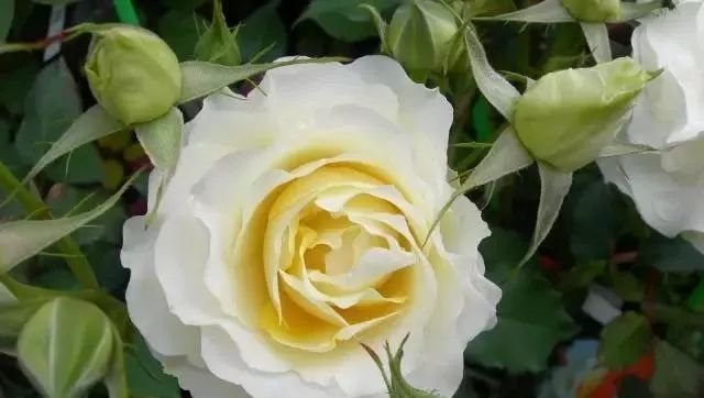 红梅■喜欢菊花,就养盆“珍稀名菊”红梅细浪,似美人娇妆,绚丽娇娆