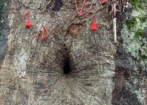 朱熹故居有一“树抱佛”，树里藏有一尊佛像，奇景至今成谜