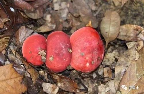 农村大山林里的红色蘑菇，售价几百块钱一斤，你们有没有看过