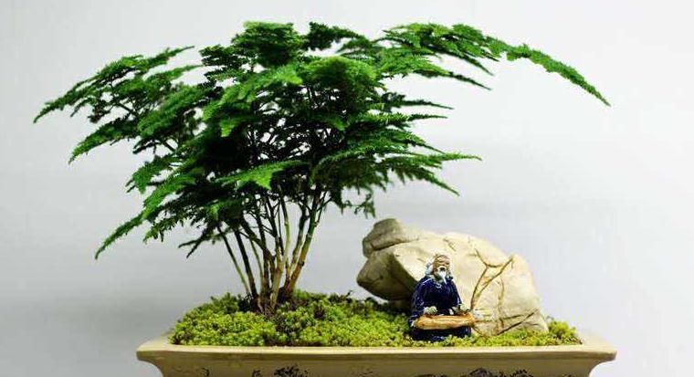  植物■用2种“水”,浇一浇,文竹叶子更加翠绿,新芽爆满盆