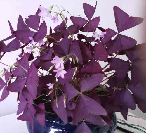  『比花朵还』这4种耐阴花，“叶子”比花朵“更值钱”，北房间“没光”也能养