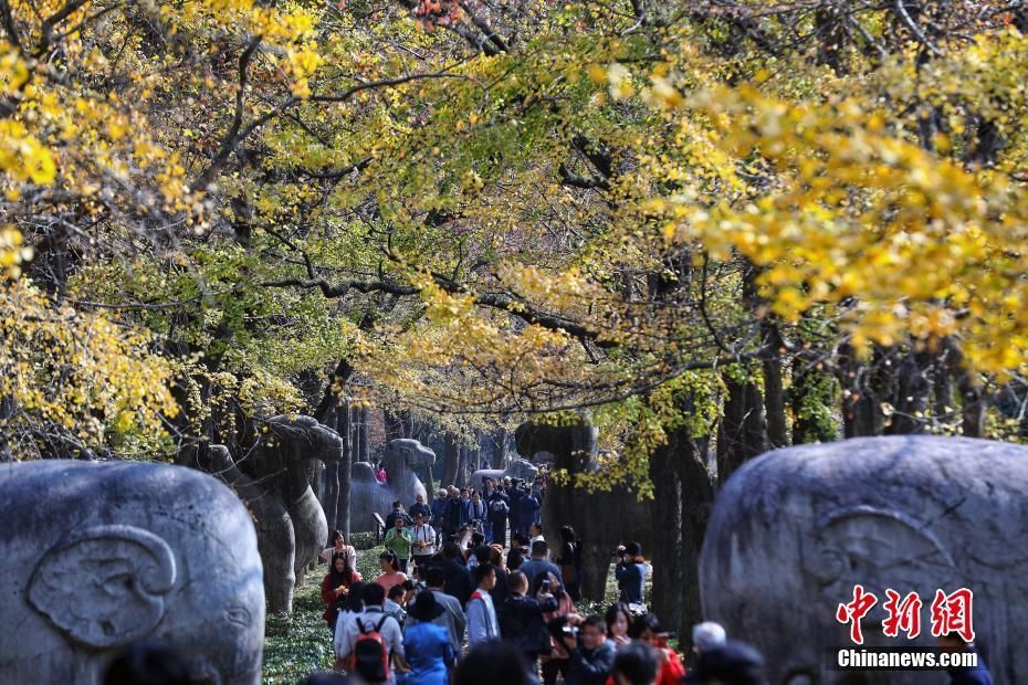 南京紫金山古道色彩斑斓吸引游客