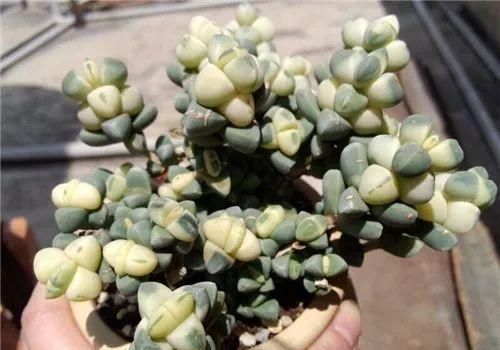  「脸盲」36种多肉图谱，啥肉都能叫上名，不再脸盲！