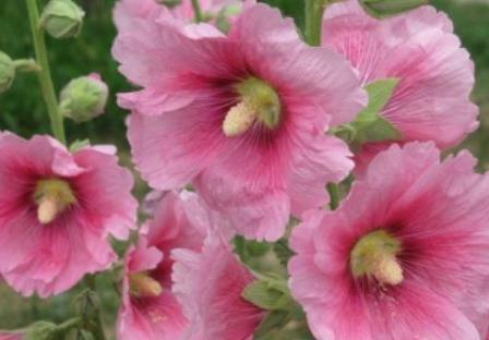  「托菊」新手养花，不如养盆花中精品“鳞托菊”，晶莹剔透，淡雅高贵