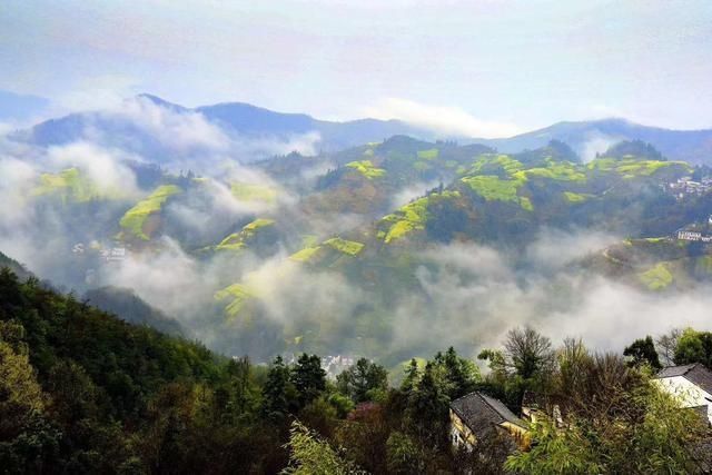  强国■学习强国 | 安徽歙县：云雾花海惹人醉