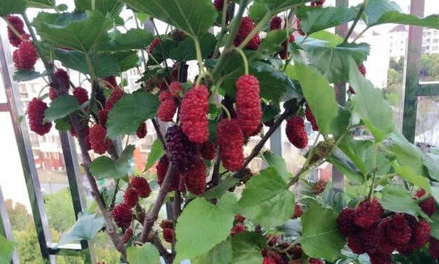  家里：好吃的“桑葚”种家里，简单好养，果子挂满树，随吃随摘，真值！