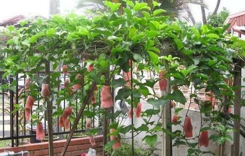  扦插■若是有院、有阳台，2种水果可'扦插'，第二年就能开花结果