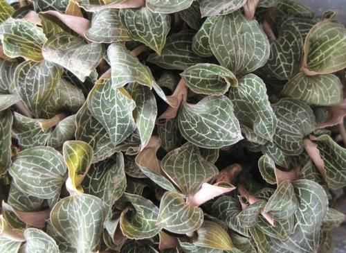  「植物」叶片有“网纹”的1种草，人称“金丝线”，1斤“900元”，珍贵！