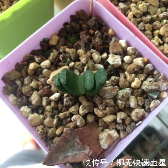 『植物』春天买的多肉植物们,花了几百块,不知道亏了吗