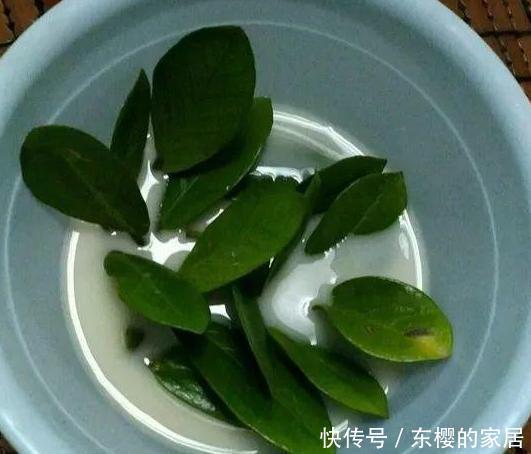 「只需要剪下」亲戚朋友家见到3种植物,剪些叶子带回家,插到土里就能活