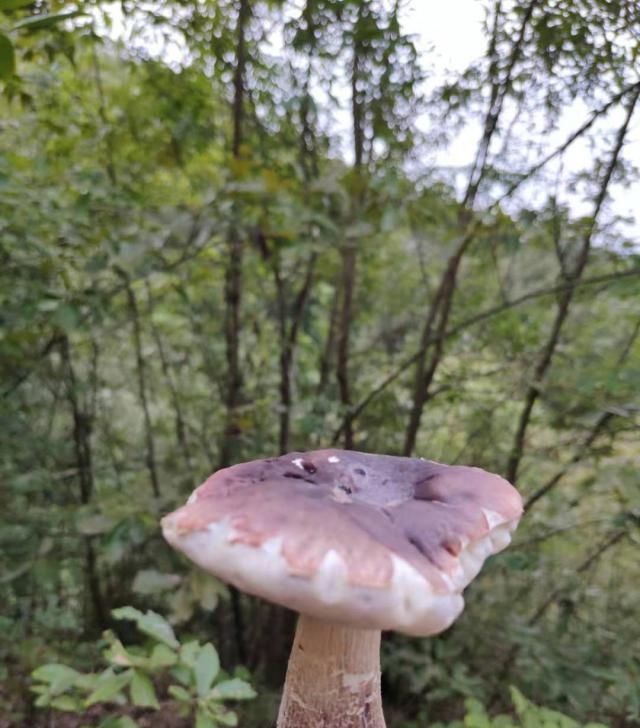  食用菌：认识几十种食用野生菌，你都见过吗？