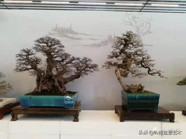  「作品」有年功的盆景，品相好，价值高！