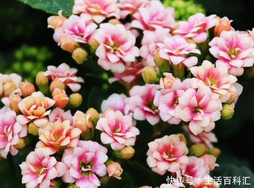 『卧室』卧室里养上这4种花卉,枝叶翠绿格调高,提升睡眠质量更健康!