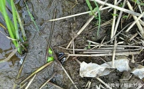 「老家」老家钓黄鳝的人很多,关键要知道怎么找洞