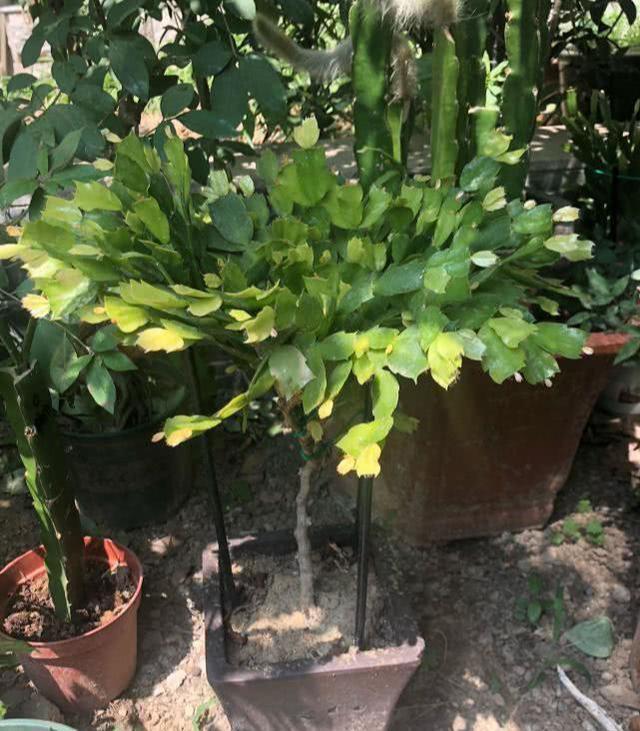  [叶仙]叶仙嫁接蟹爪兰，注意这一点，既能安全度夏，又能长花芽