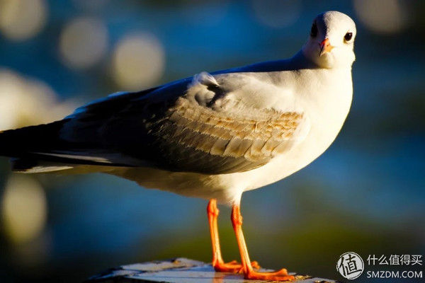 8012年，我的佳能500D和他的朋友们