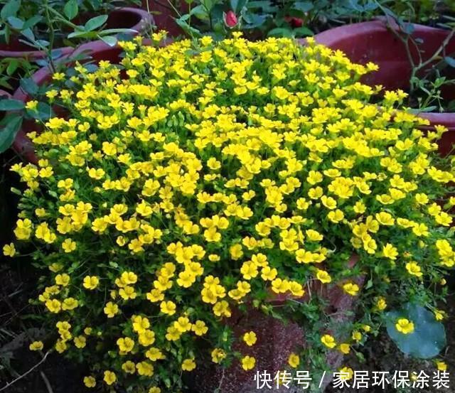 益处|盆栽绿植,就用这几种铺面草,轻松长满盆面,益处多还好看!