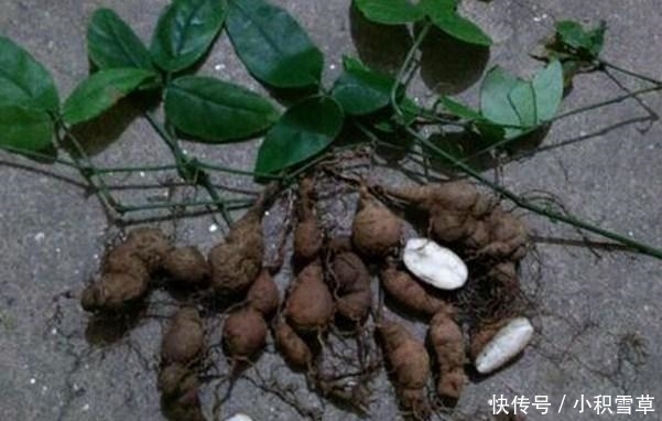 农村常见植物, 只长3片叶子, 被誉为“抗癌神药”, 市场上一斤能