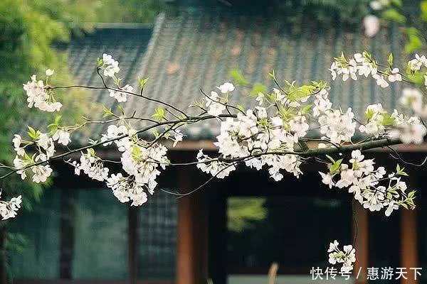 人间三月，桃红柳绿，杏花春雨，最美江南！