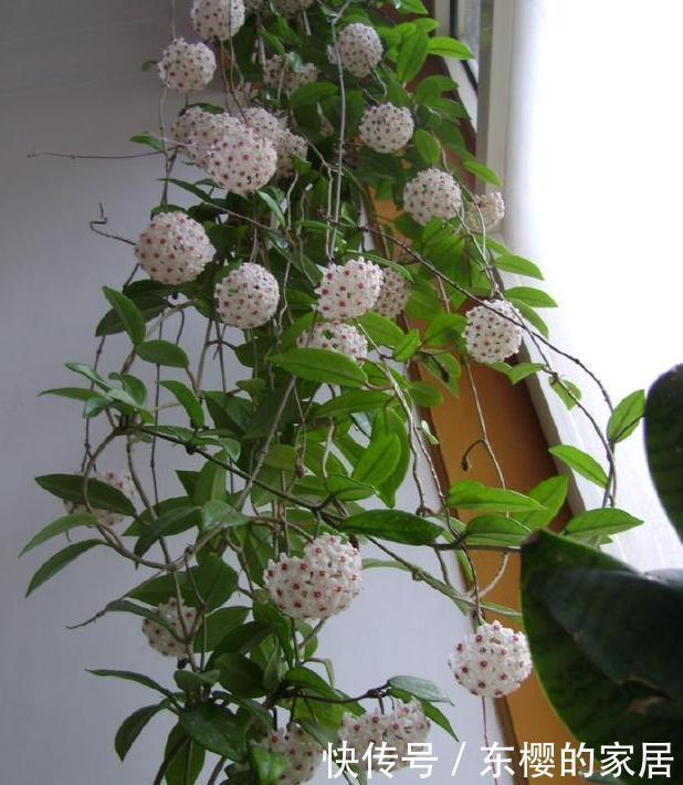 「只需要剪下」亲戚朋友家见到3种植物,剪些叶子带回家,插到土里就能活