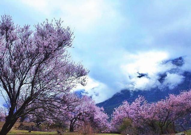 美过婺源！国内最适合全家游自驾赏花地，不收门票，美的鲜为人知