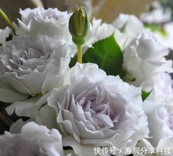 「品种」梦幻悠长,无法抗拒,月季的那抹蓝紫色美得清凉又高级!