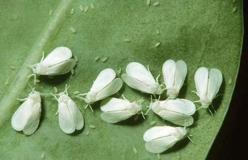 刺吸害虫真可恶，骚扰我家阳台上的花，看我如何治你！