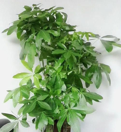  「冬天」发财树这些方面管理不能松懈，做好了才能顺利