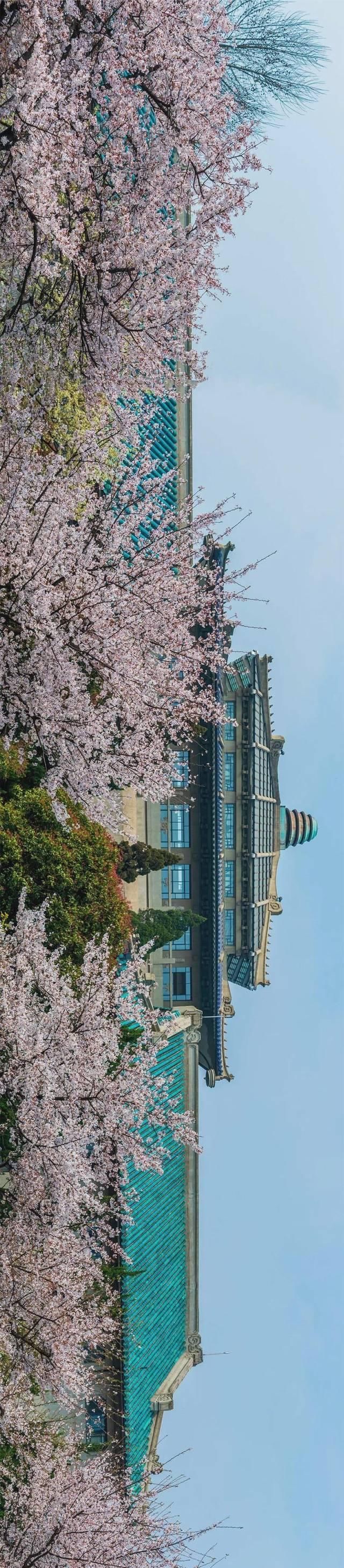  「究竟」云看花，中国美丽高等院校究竟看哪儿？