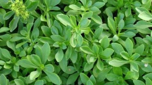 『隔天』天然的“补钙菜”找到了,隔天吃一次,补钙质,长个头,早食早好