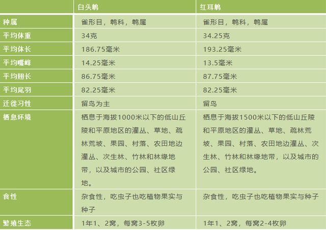  #红耳鹎#苦熬十多年悄悄报上“户口”，戴礼帽涂腮红的它留在了上海