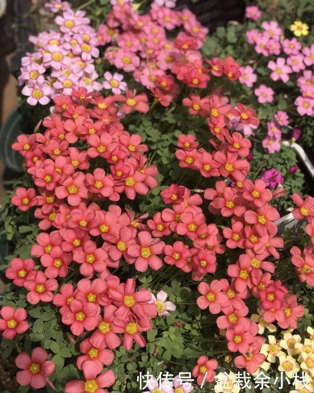  「开花更多」阳台养酢浆草，用此方法，1个种球长爆盆，花色美，满满都是花