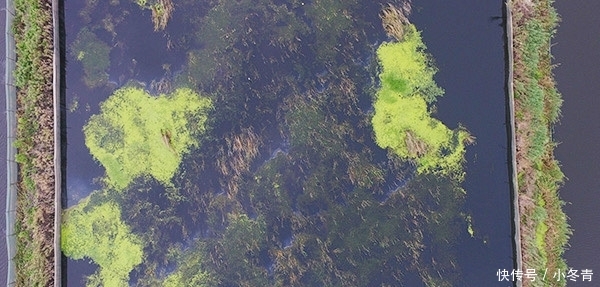 “黑水”过境！江苏泗洪万亩养殖螃蟹死绝，渔民痛哭