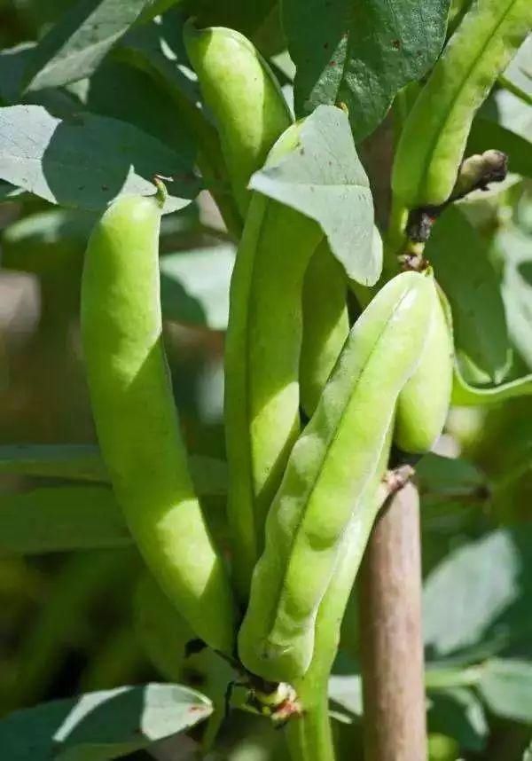  技巧：阳台“豆”菜乐园，将豆类盆栽蔬菜栽培技巧统统收集在此！