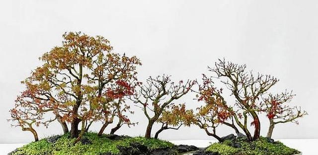 60例盆景树种,总有属于你的那棵(建议收藏)