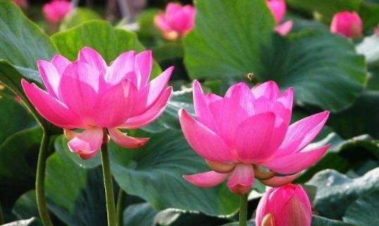  寓意■这3种花寓意真不错，人称“招财花”，家里越养越富贵，仙气十足