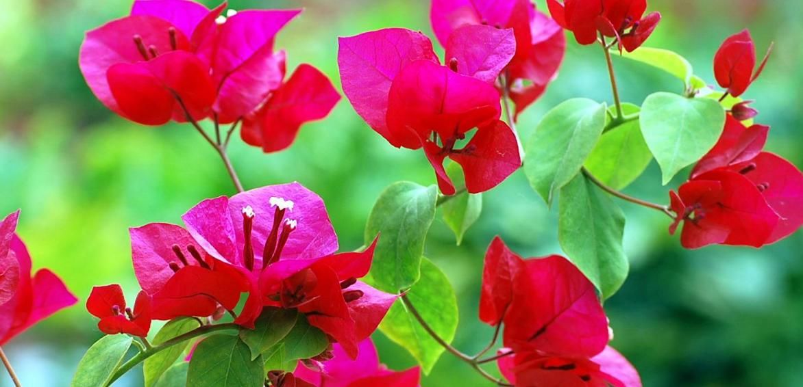 「三角梅」家养三角梅,冬天想开花?赶紧学过来,花期延至300天!