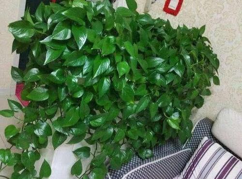  【绿萝】绿萝长得慢还黄叶？1个小方法，叶片油绿，新芽猛窜，长成绿瀑布