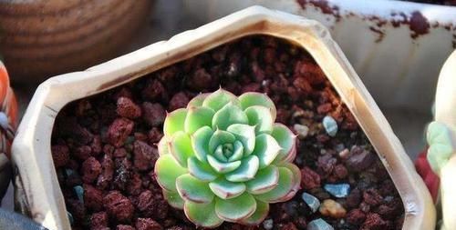  「放在」多肉植物可以放在卧室养吗，适当的时候可以，还是要晒晒太阳