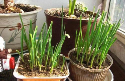  『花盆』几颗大蒜扔进花盆，做成创意十足，好吃美味的蒜苗盆栽