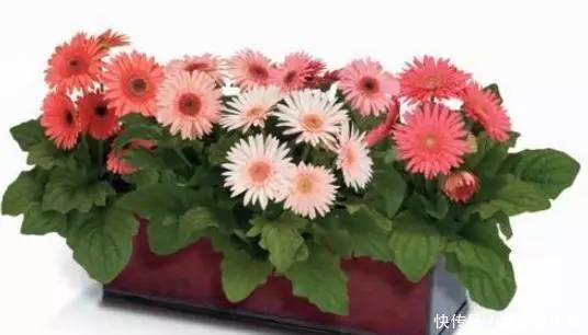 枯萎|避免室内花卉再枯萎和死亡,只要做到这五点!
