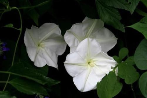【优良】喜欢玫瑰,那就养”优良名菊“碧海英姿,花色鹅黄,赏心悦目!
